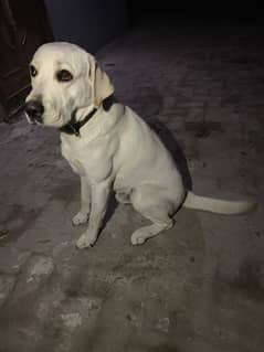 American Labrador male