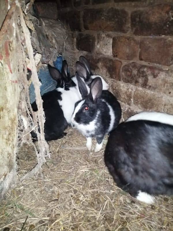 Male and female rabbits available in Gujrawala luction 0