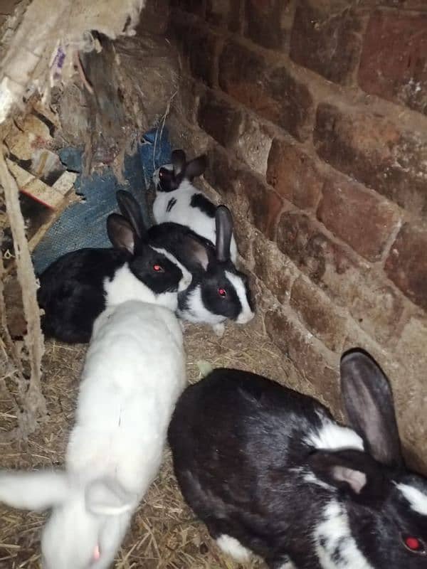 Male and female rabbits available in Gujrawala luction 1