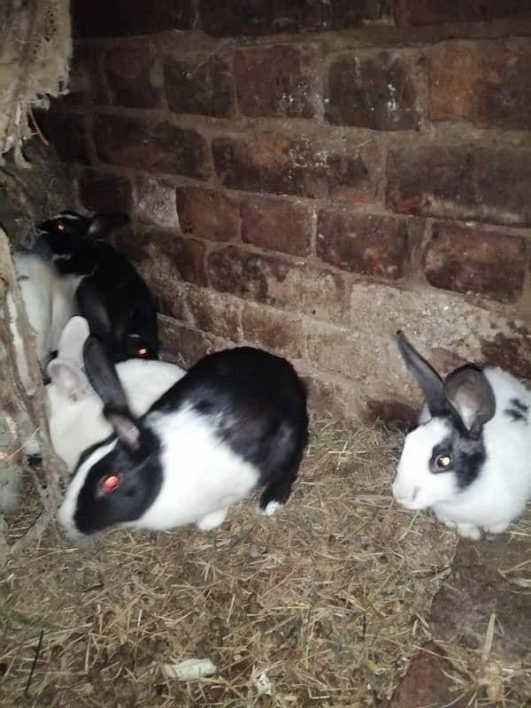 Male and female rabbits available in Gujrawala luction 2