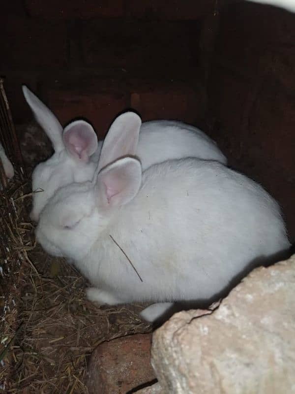 Male and female rabbits available in Gujrawala luction 3