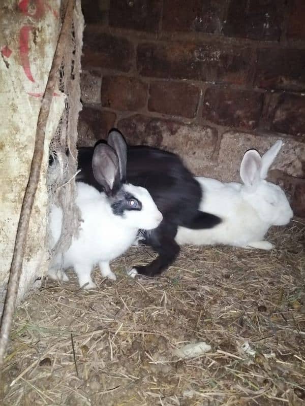 Male and female rabbits available in Gujrawala luction 4