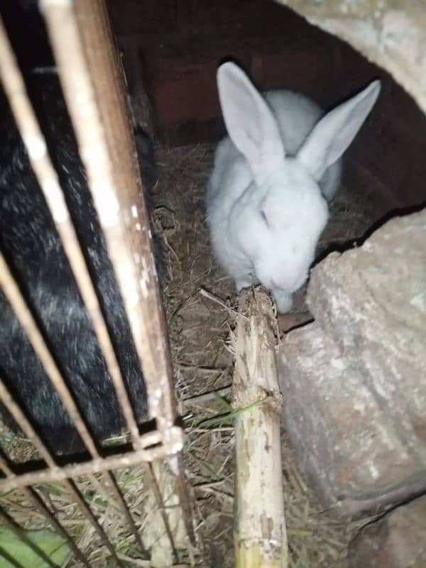 Male and female rabbits available in Gujrawala luction 5