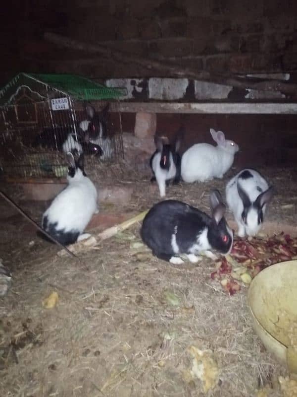 Male and female rabbits available in Gujrawala luction 6