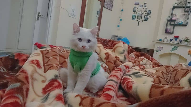 Blue Eyes Persian Kittens for Sale 0