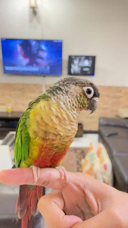 handtame beautiful conure pair with cage 0