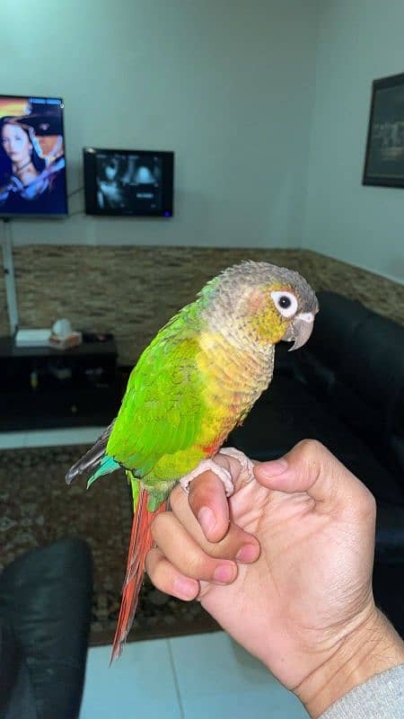 handtame beautiful conure pair with cage 1