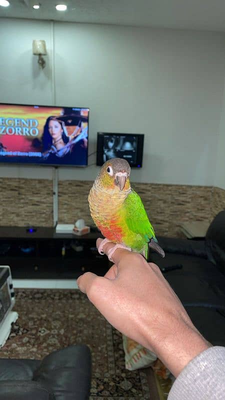 handtame beautiful conure pair with cage 3