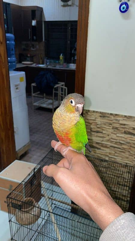 handtame beautiful conure pair with cage 4