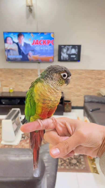 handtame beautiful conure pair with cage 5