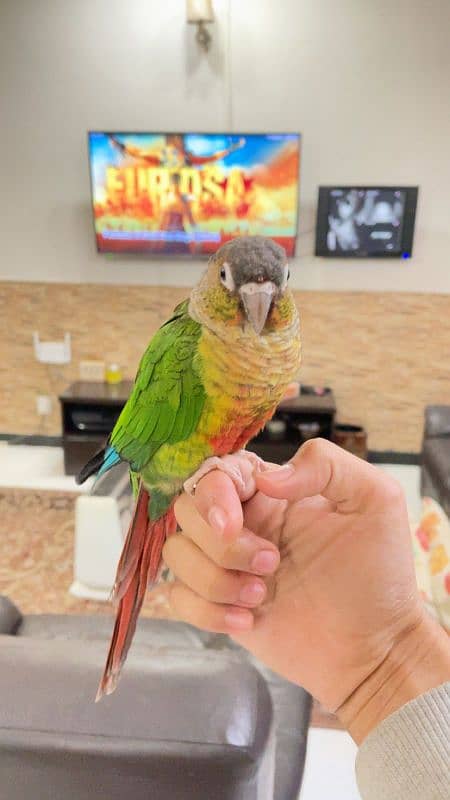 handtame beautiful conure pair with cage 6