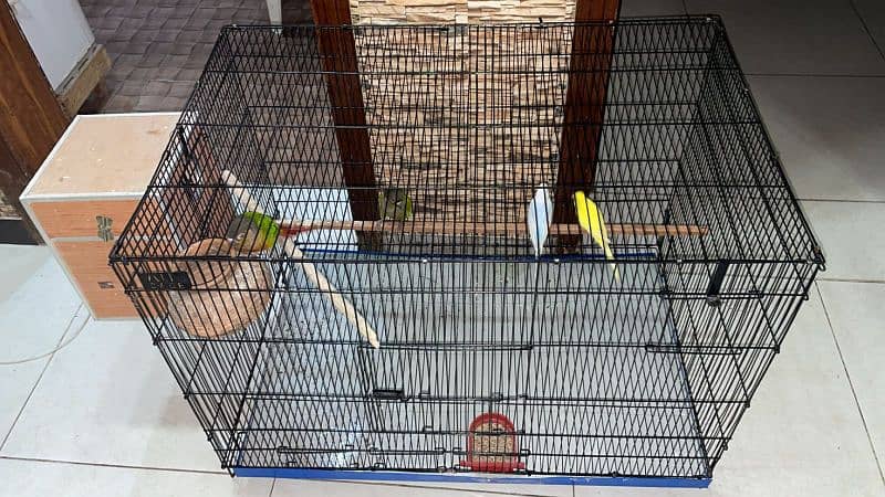 handtame beautiful conure pair with cage 7