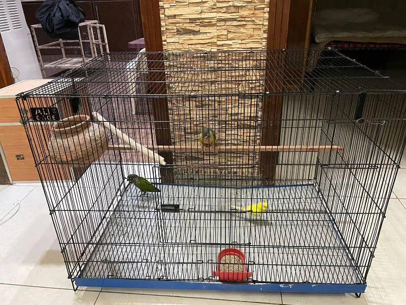 handtame beautiful conure pair with cage 8