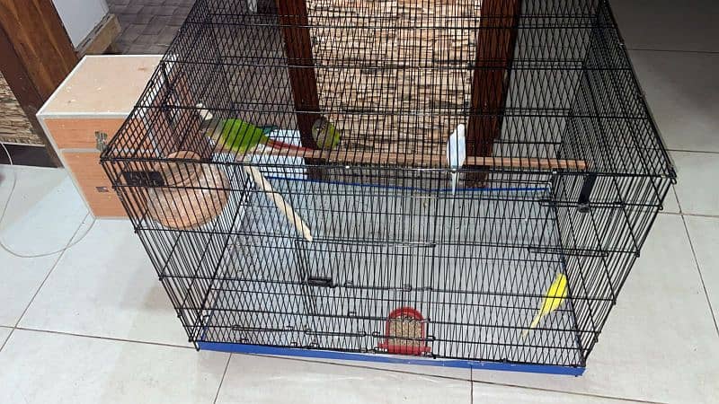 handtame beautiful conure pair with cage 9