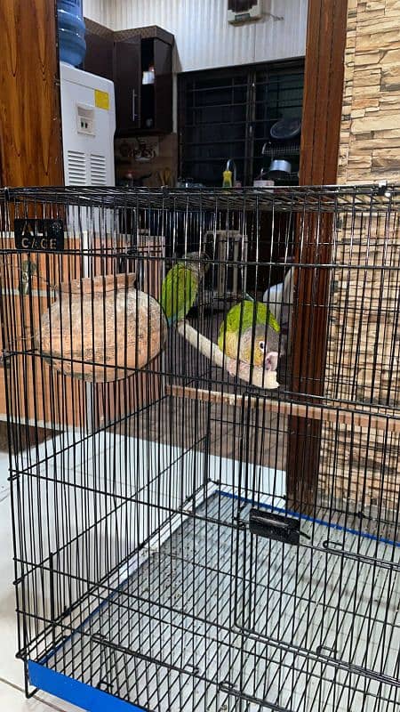 handtame beautiful conure pair with cage 10