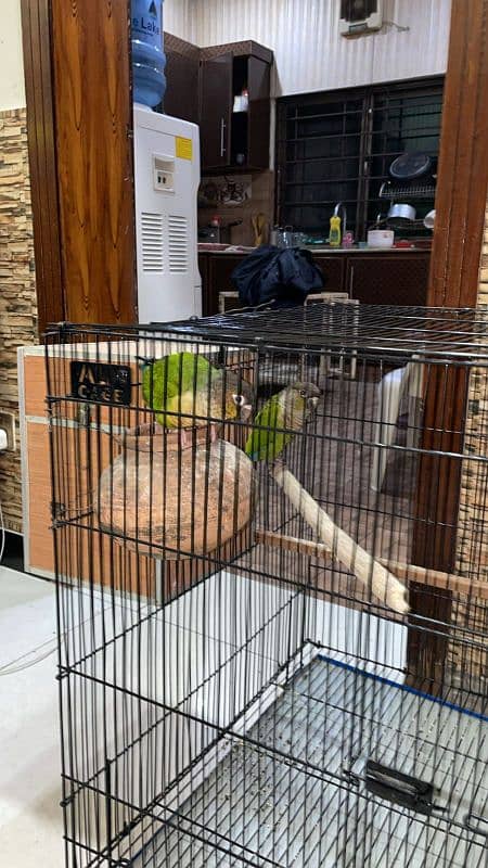 handtame beautiful conure pair with cage 11