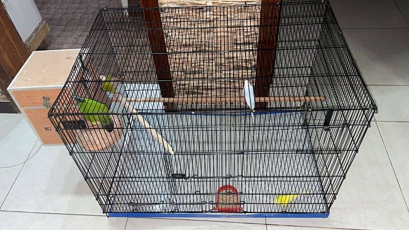 handtame beautiful conure pair with cage 12