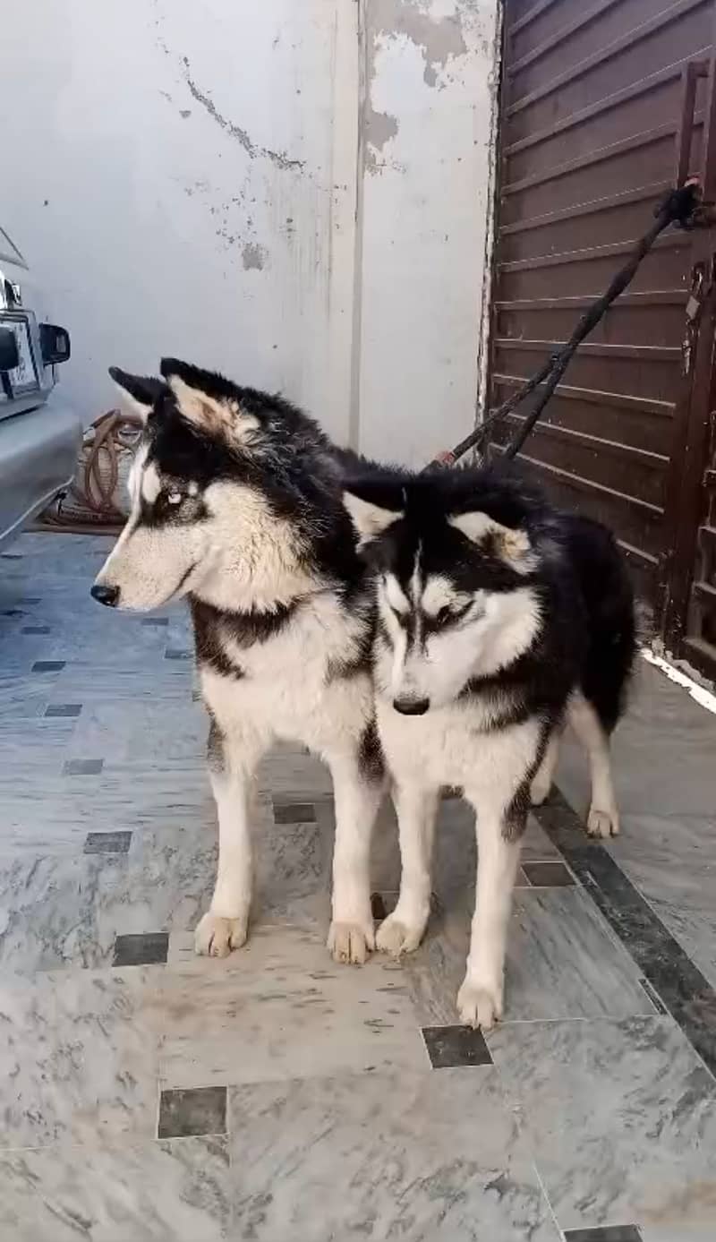 Husky Puppies 1