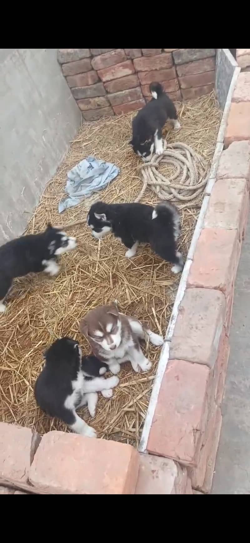 Husky Puppies 2