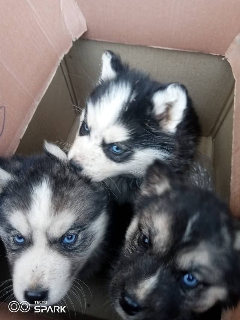 Husky Puppies 5