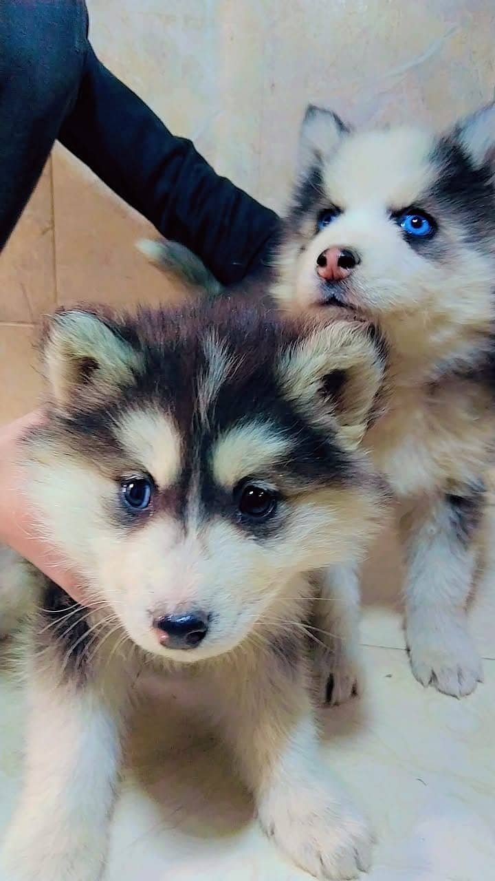 Husky Puppies 8