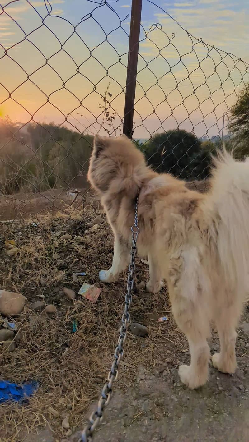 Husky Puppies 13