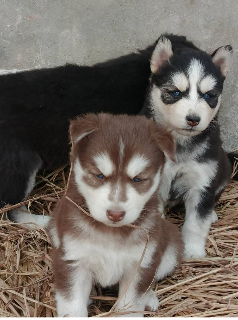 Husky Puppies 14