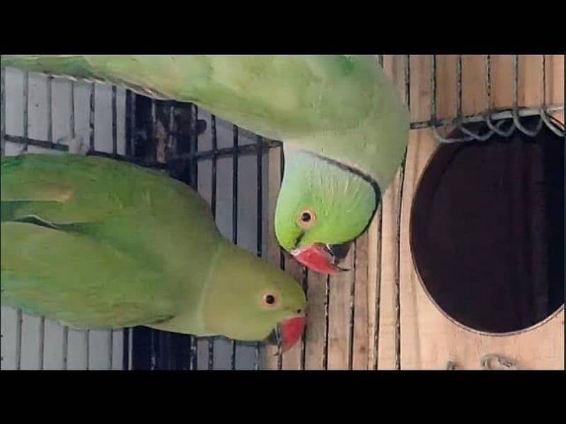 Ringneck Breeder pair sell 0