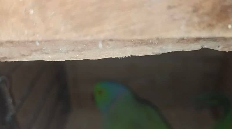 Ringneck Breeder pair sell 1