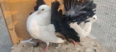 Black Tail Pigeon For Sale