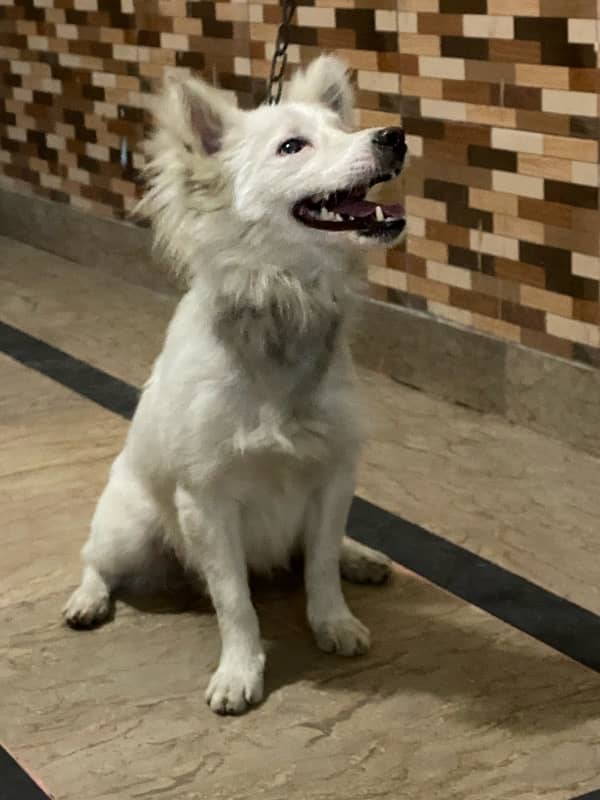 Pershion Friendly DoG 1/1.2 year 1