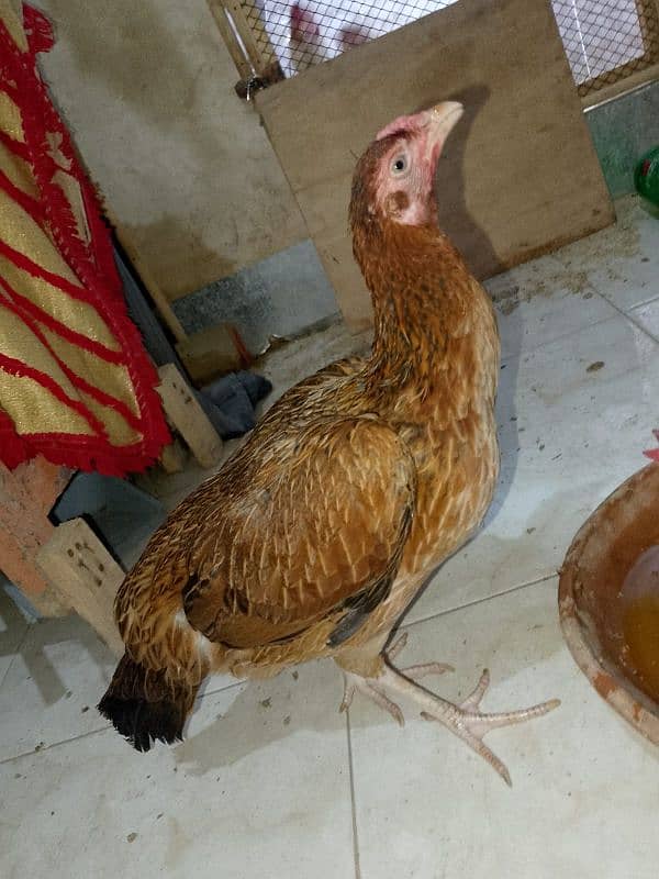 aseel mianwali egg laying 2