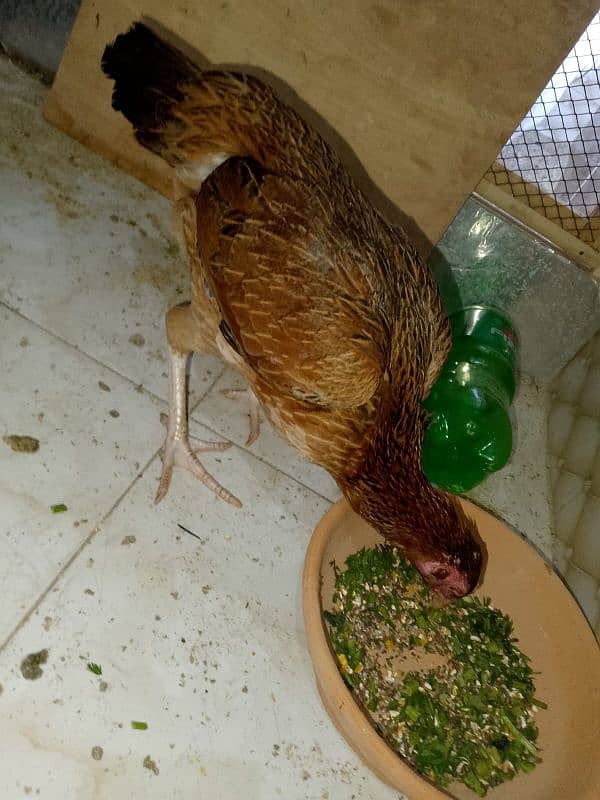 aseel mianwali egg laying 3