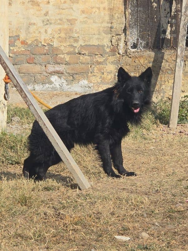 pedigree Black Gsd male 03496668514 0