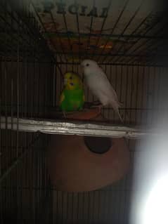 Budgies breeder pair||Australian parrot