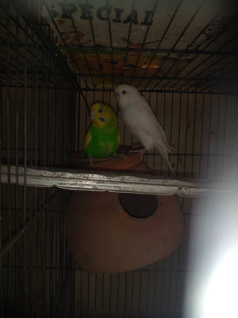 Budgies breeder pair||Australian parrot 0