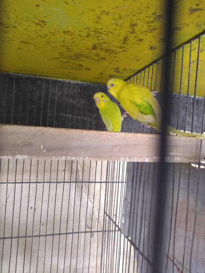 Budgies breeder pair||Australian parrot 1