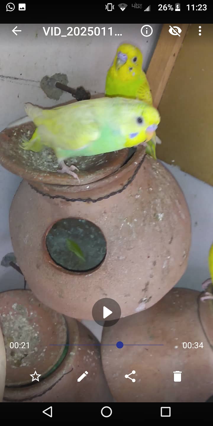 Budgies breeder pair||Australian parrot 3