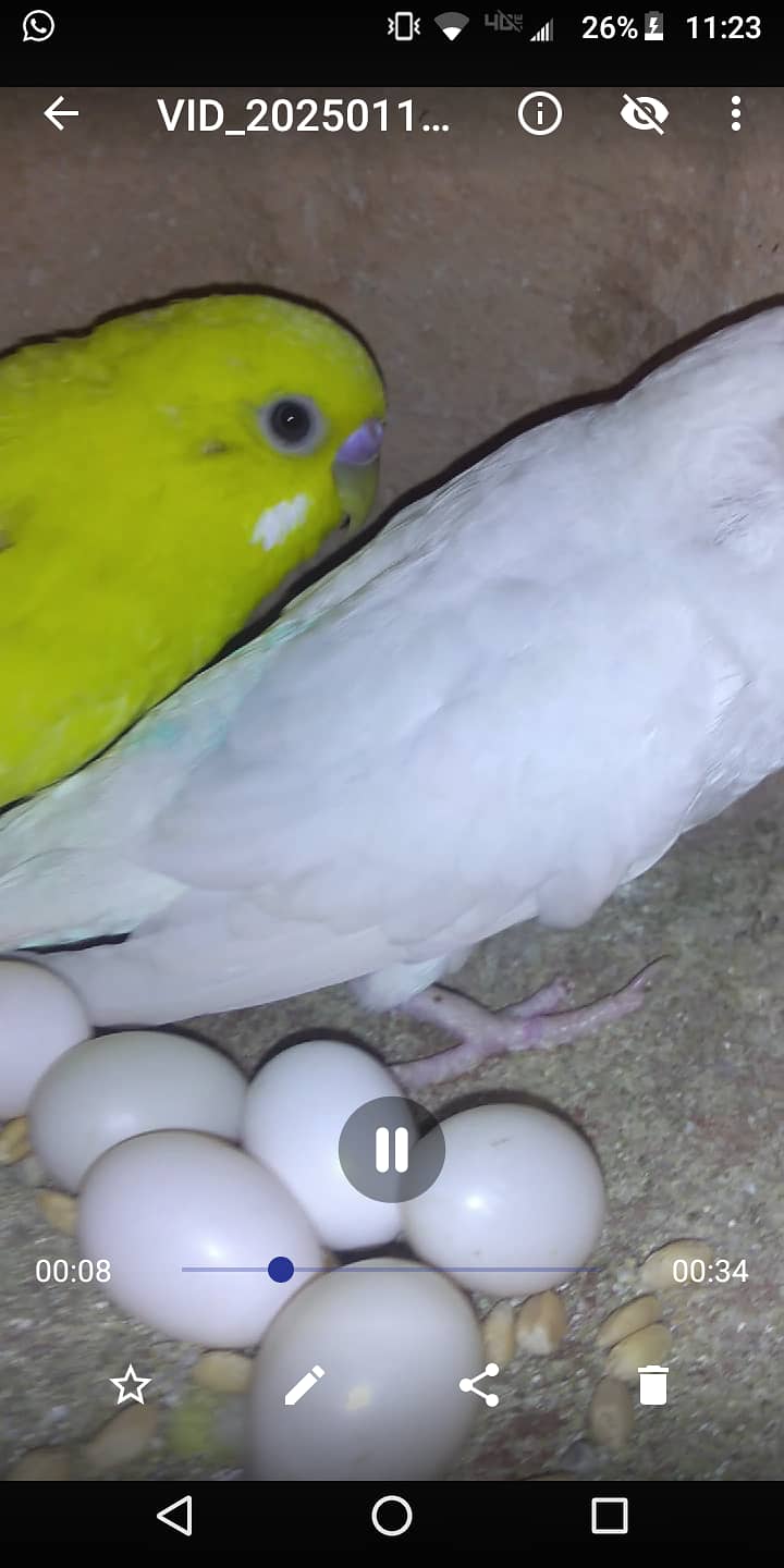 Budgies breeder pair||Australian parrot 4