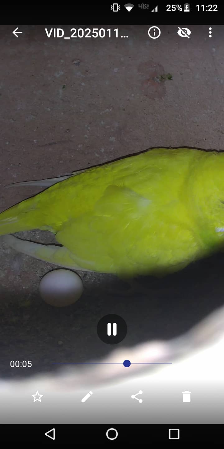 Budgies breeder pair||Australian parrot 6