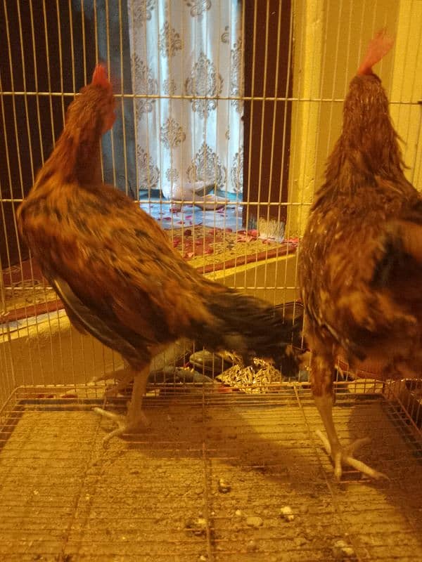 5 weeks hens 2