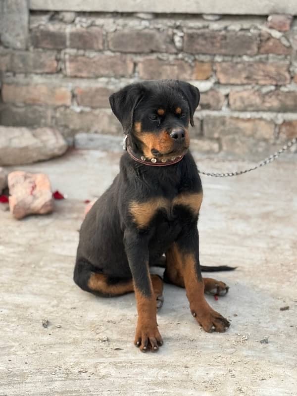 EXTREME QUALITY EUROPEAN ROTTWEILER 5 MONTH PUPPY AVAILABLE FOR SALE 4