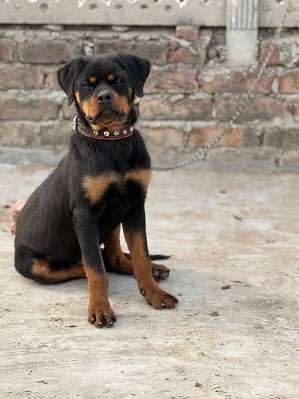 EXTREME QUALITY EUROPEAN ROTTWEILER 5 MONTH PUPPY AVAILABLE FOR SALE 2