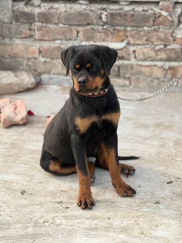 EXTREME QUALITY EUROPEAN ROTTWEILER 5 MONTH PUPPY AVAILABLE FOR SALE 1