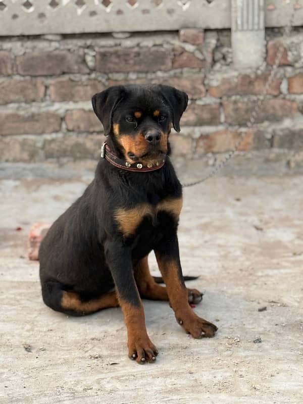 EXTREME QUALITY EUROPEAN ROTTWEILER 5 MONTH PUPPY AVAILABLE FOR SALE 3