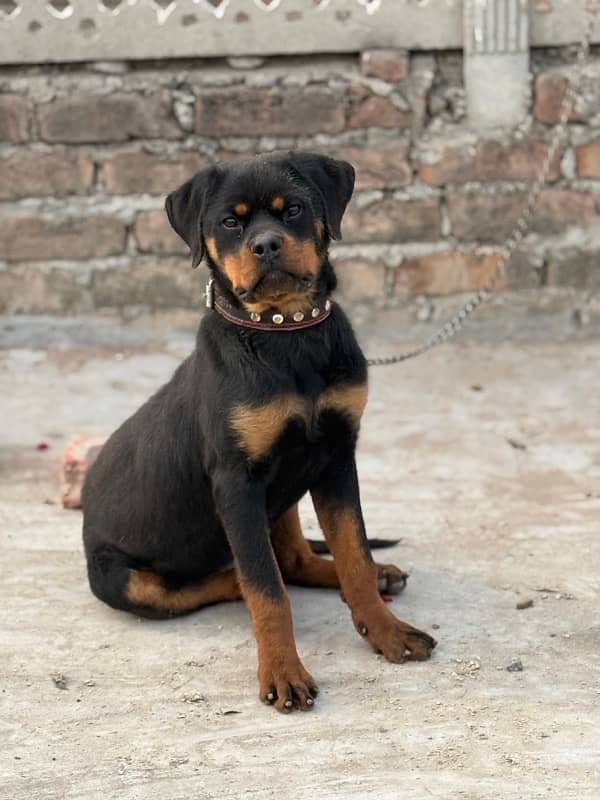 EXTREME QUALITY EUROPEAN ROTTWEILER 5 MONTH PUPPY AVAILABLE FOR SALE 0