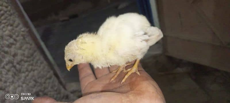 aseel murgha & murghi with 3 chicks 3