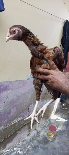 aseel murgha & murghi with 3 chicks 4