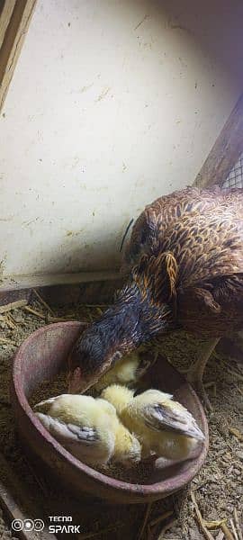 aseel murgha & murghi with 3 chicks 6