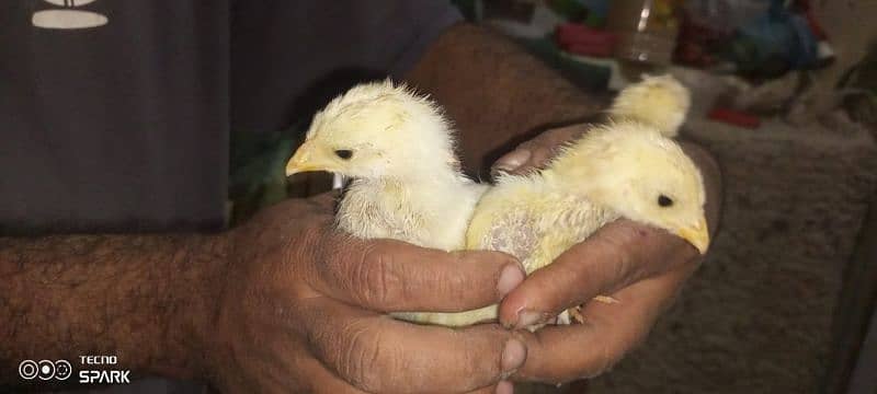 aseel murgha & murghi with 3 chicks 7